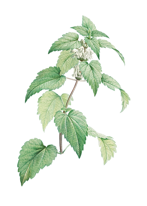 Sample Product Kirim